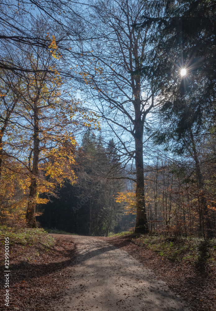 Path leading through th autumn forest with the sun shining through the leaves Path leading through th autumn forest with the sun shining through the leaves