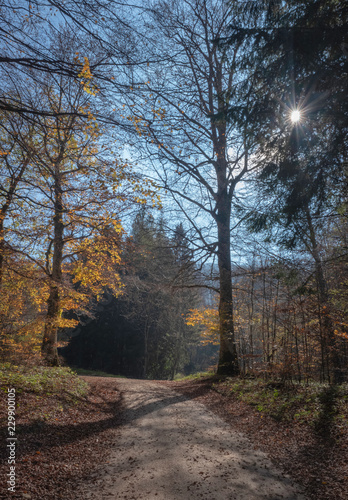 Path leading through th autumn forest with the sun shining through the leaves