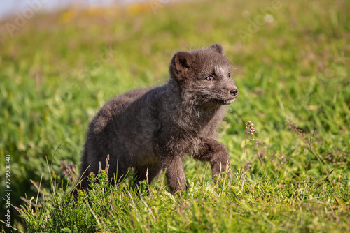Beautiful wild animal in the grass. Arctic Fox cub, Vulpes lagopus, cute animal portrait in the nature habitat, grassy meadow in Iceland