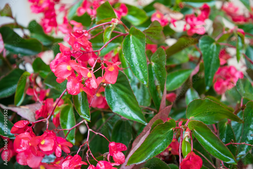 Red shimmery wax begonias shining after rain Red shimmery wax begonias shining after rain