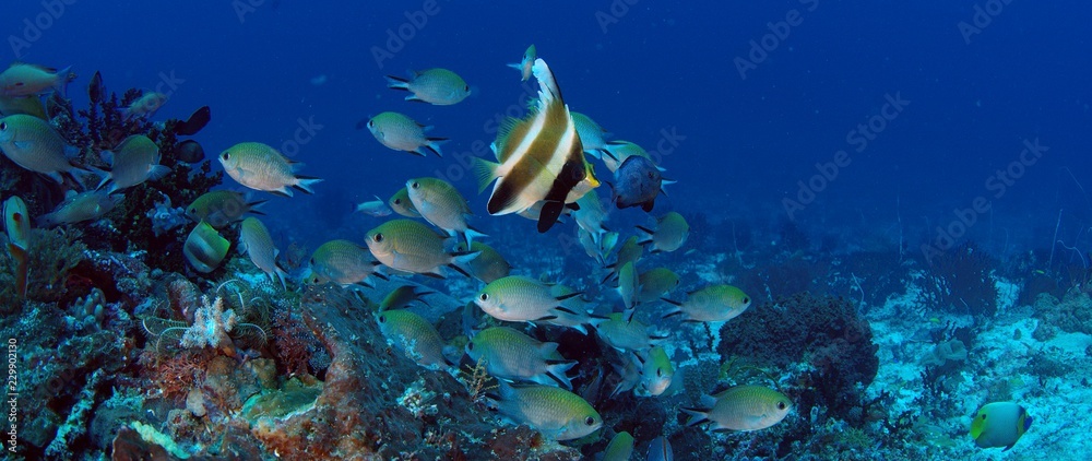 A band of pennantfish, Heniochus chrysostomus, positions itself in front of the camera, in the background Chromis Damsel, Chromis sp. Raja Ampat, Indonesia A band of pennantfish, Heniochus chrysostomus, positions itself in front of the camera, in the background Chromis Damsel, Chromis sp. Raja Ampat, Indonesia