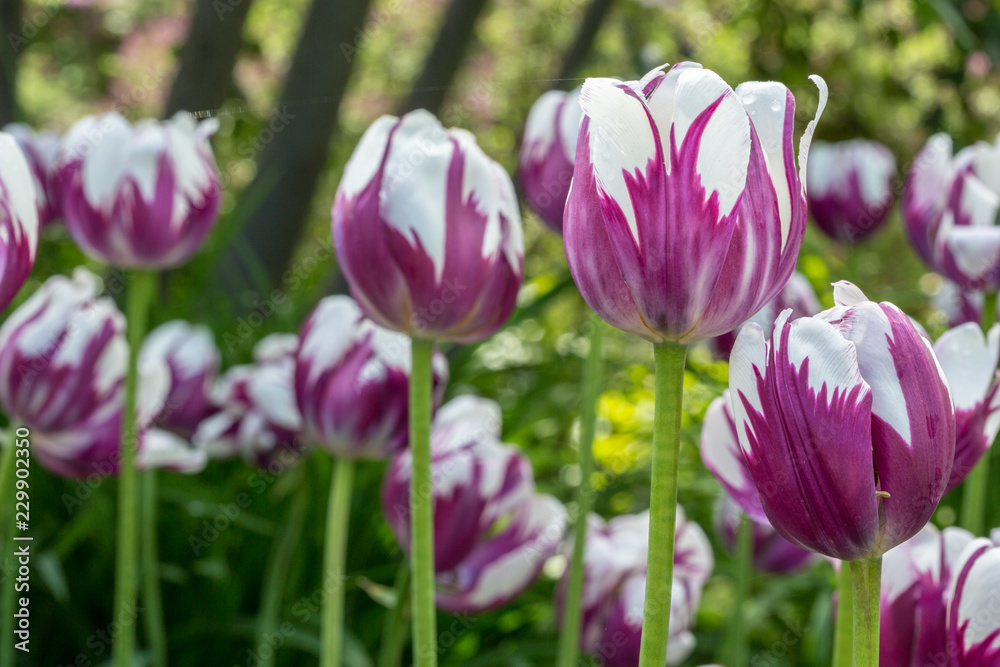 Pink Tulips close-up in a field with trees in the background 