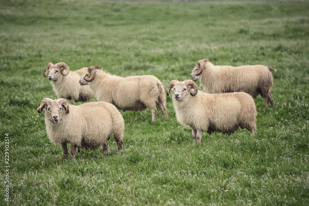 A flock of sheep grazing in a green grass meadow in Iceland A flock of sheep grazing in a green grass meadow in Iceland