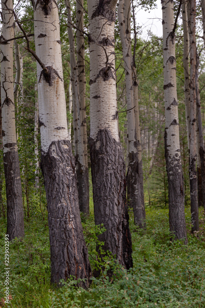 Obraz premium Birch trees in a forest