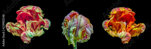 Fototapeta Jasny kolorowy kwiat makro portret trzech izolowanych kolorowych tulipanów kwitnących otwartych papug w surrealistycznym / fantastycznym stylu realizmu w pop-artowych kolorach na czarnym tle