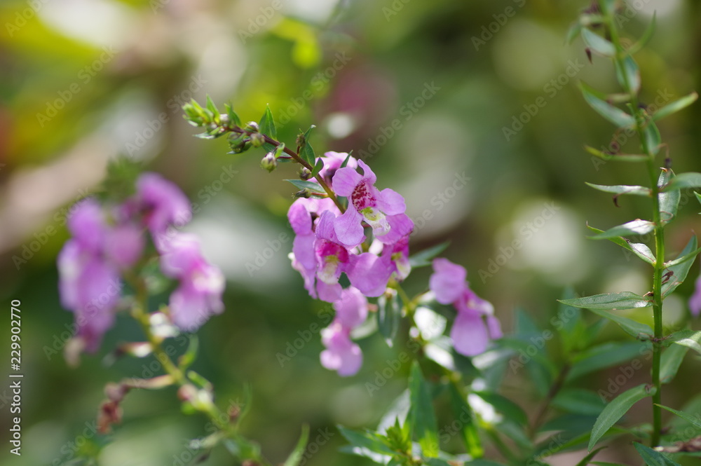 アンゲロニアの花 アンゲロニアの花