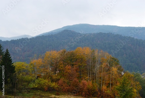 autumn landscape in the forest
