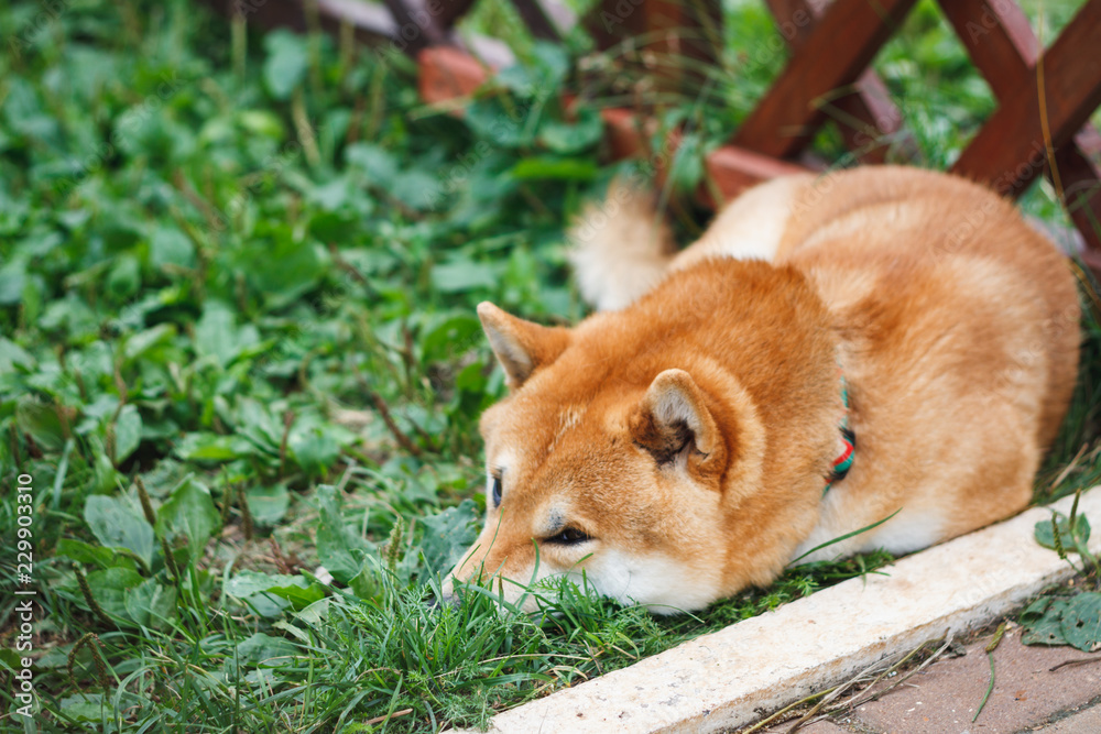 Japanese dog of Shiba Inu breed lying on the green grass on a sunny summer day. Japanese Small Size Dog Shiba Ken rest on grass