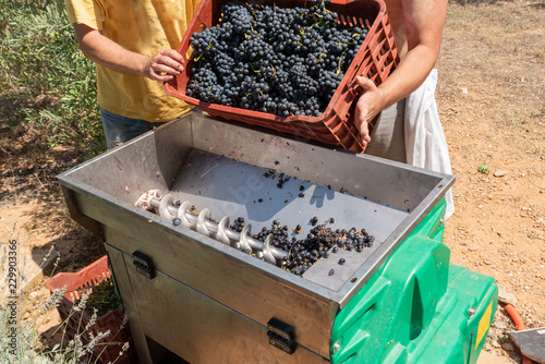 Man is emptying the grapes into a grape crusher machine photo