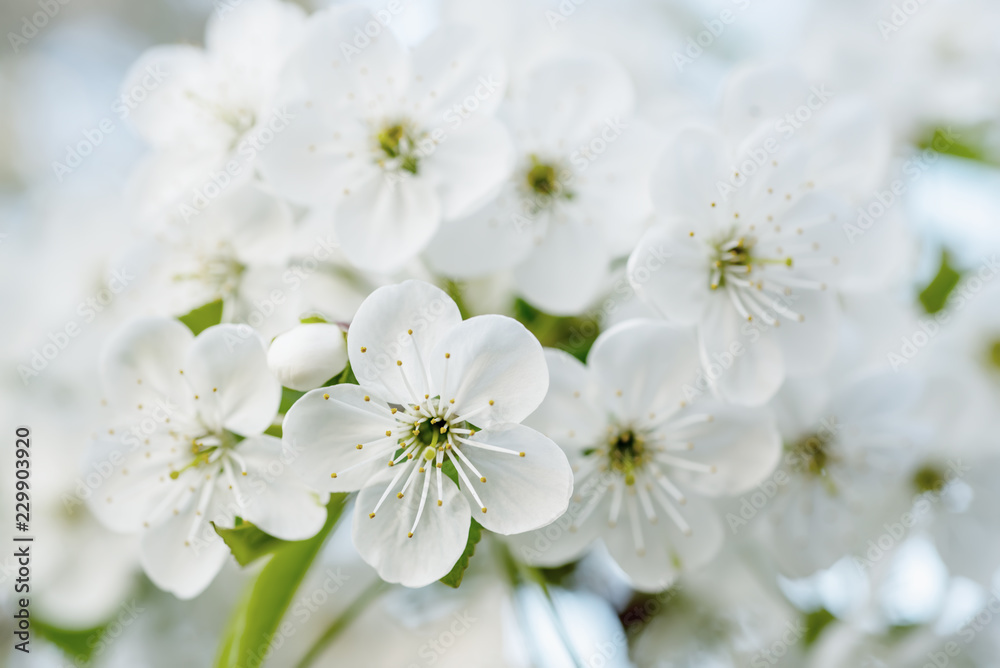 Blossoming of cherry flowers in spring time, natural seasonal floral background. Macro image Blossoming of cherry flowers in spring time, natural seasonal floral background. Macro image