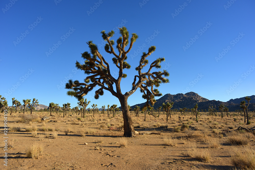 joshua Tree National Park Desert with an big old Josuha Tree