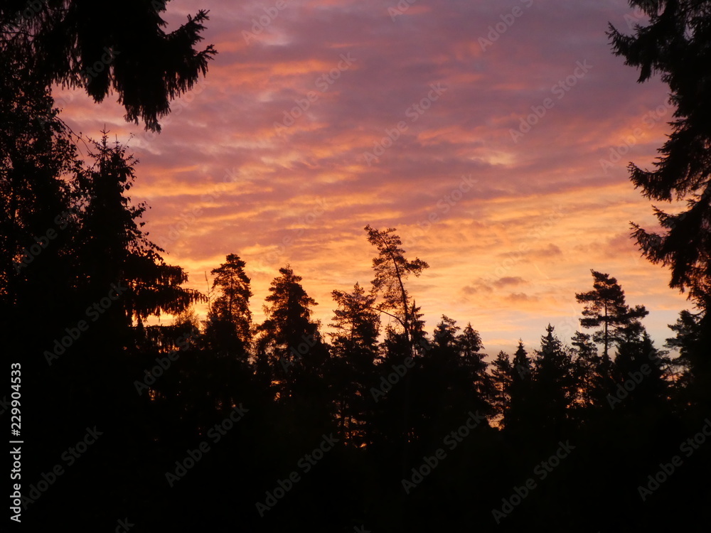 sunrise in the forest with red sky clouds in bavaria