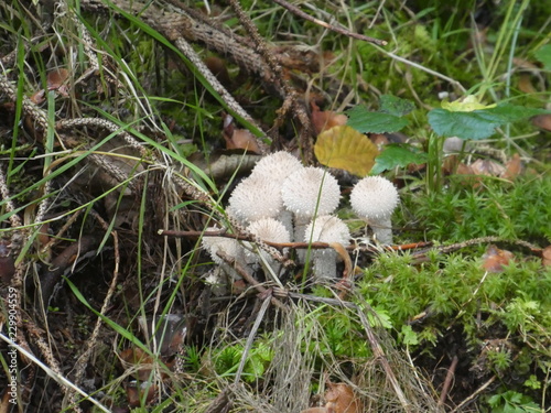 spiny puffball mushroom in the forest in autumn