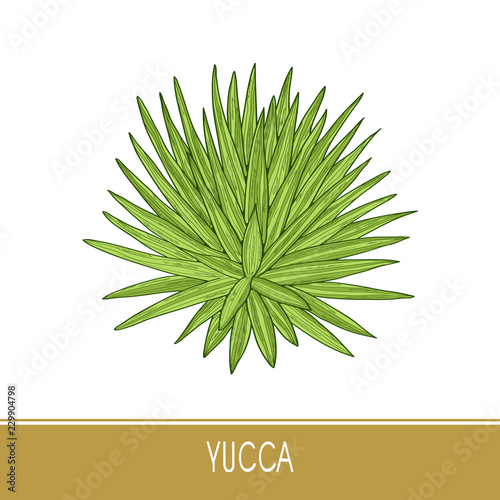 Yucca. Plant. Bush. Sketch. On a white background a colored picture.
