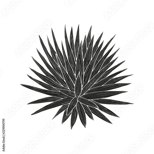 Yucca. Plant. Black silhouette on white background.