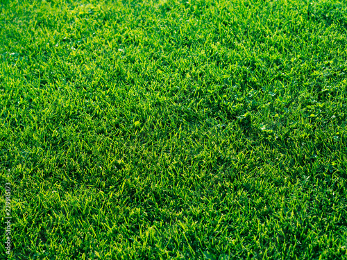 Green mown grass textured background. Golden hour daylight