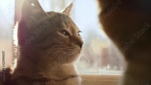 Sunny cat turns his head and yawns