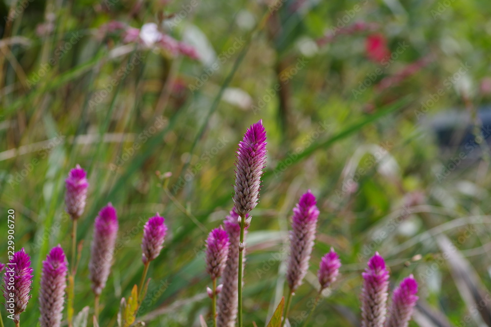 秋に咲くピンクの花 Stock 写真 Adobe Stock 秋に咲くピンクの花 Stock 写真 Adobe Stock