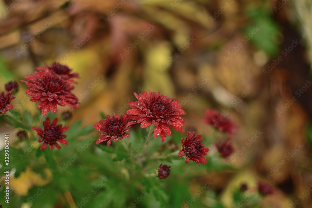 Chrysantema Korean Chrysanthémum koreanum burgundy in the autumn garden Chrysantema Korean Chrysanthémum koreanum burgundy in the autumn garden