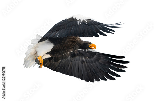 Adult Steller's sea eagle with fish in flight. Scientific name: Haliaeetus pelagicus. Isolated on white background.