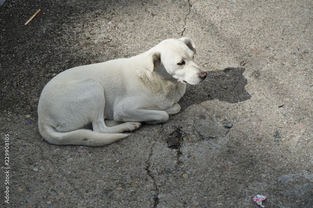 stray dog stray dog