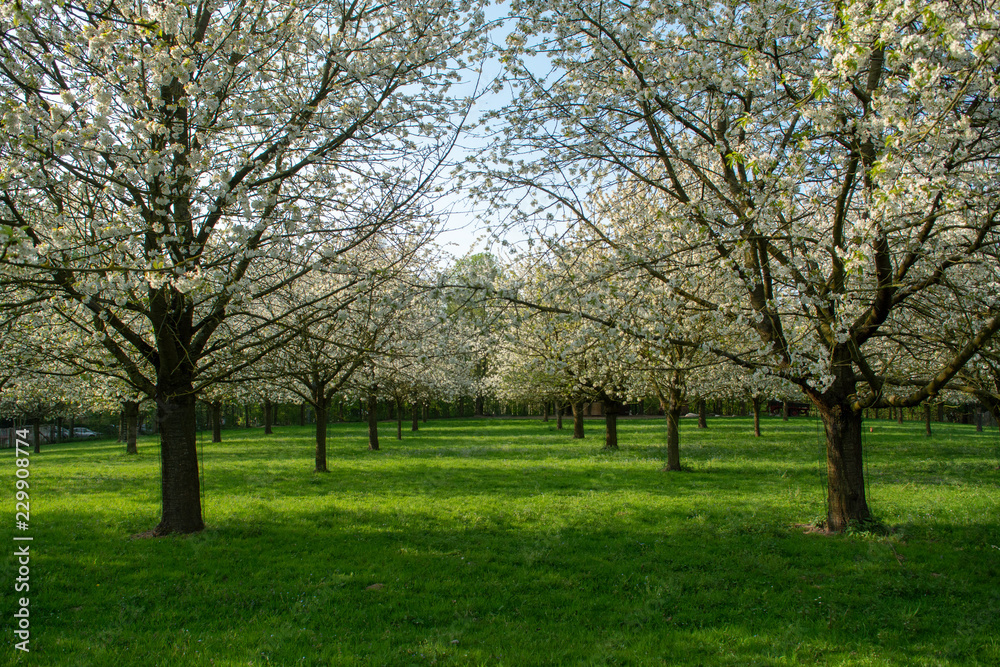 Cherry tree blossom, spring season in fruit orchards in Haspengouw agricultural region in Belgium, landscape Cherry tree blossom, spring season in fruit orchards in Haspengouw agricultural region in Belgium, landscape