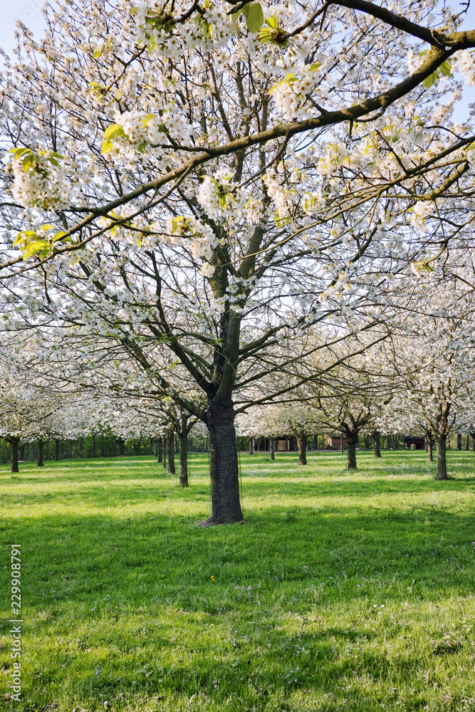 Fototapeta premium Cherry tree blossom, spring season in fruit orchards in Haspengouw agricultural region in Belgium, landscape