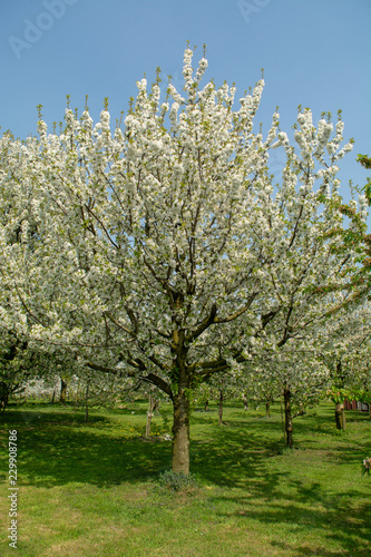 Cherry tree blossom  spring season in fruit orchards in Haspengouw agricultural region in Belgium  landscape