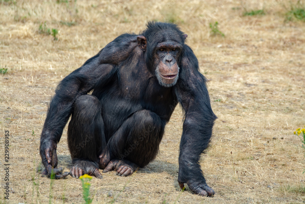 Black chimpanzees monkey leaving in safari park close up Black chimpanzees monkey leaving in safari park close up