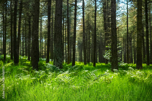 Kempen forest in Brabant  Netherlands  healthy walking in sunny day in pine forest with green grass