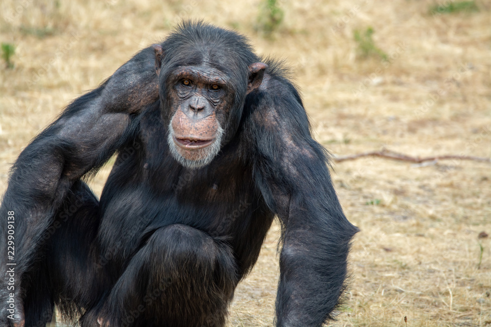 Black chimpanzees monkey leaving in safari park close up Black chimpanzees monkey leaving in safari park close up