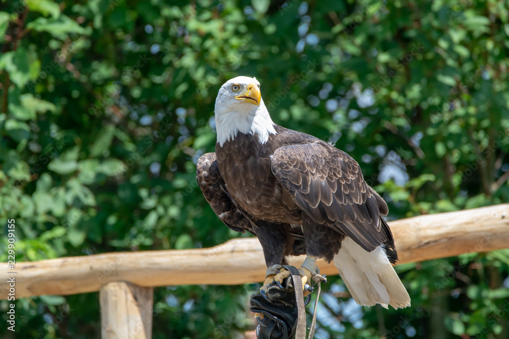 National animal of USA white-tailed big American bald eagle bird close up  Stock Photo | Adobe Stock
