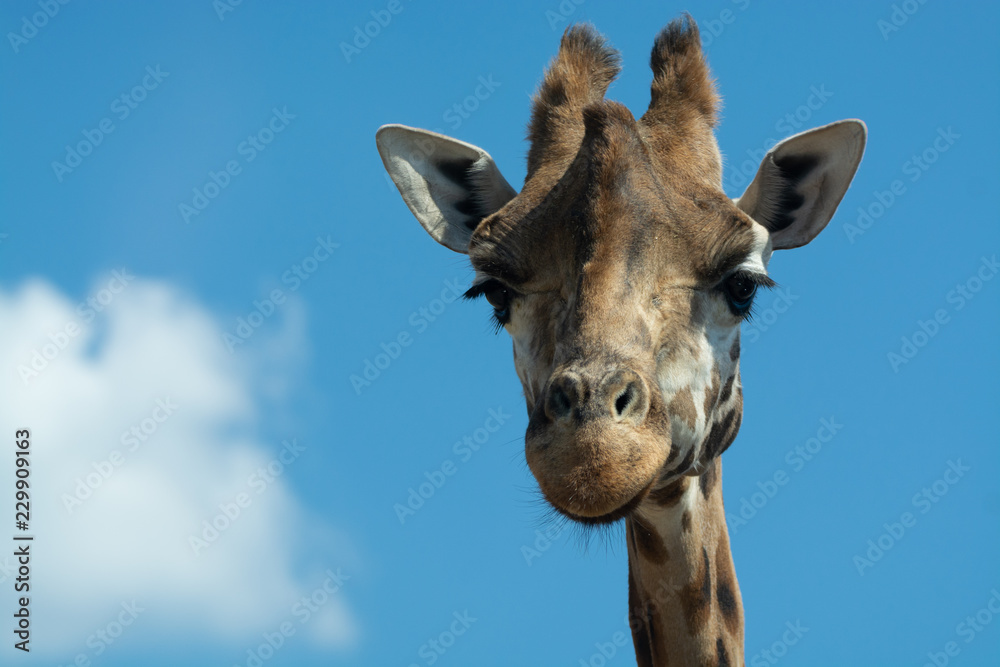 Naklejka premium Portret śmiesznie wyglądającego zwierzęcia żyrafa tylko głowa i szyja z bliska z niebieskim tle nieba