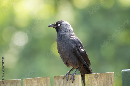 Adult Western Jackdaw from crow family sitting on wooden fence close up