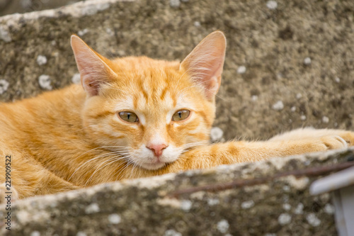 A beautiful young orange cat lying on a concrete stairway in the courtyard