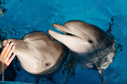 portrait of a happy smiling bottlenose dolphins in blue water. Dolphin Assisted Therapy