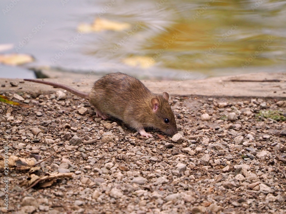 Rat Rat