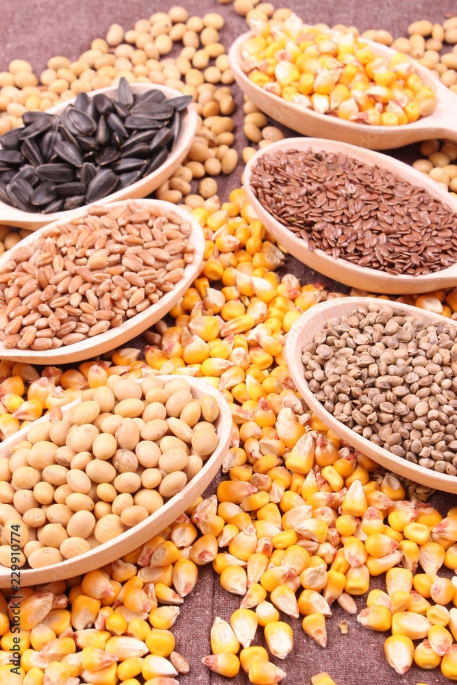 seed seed