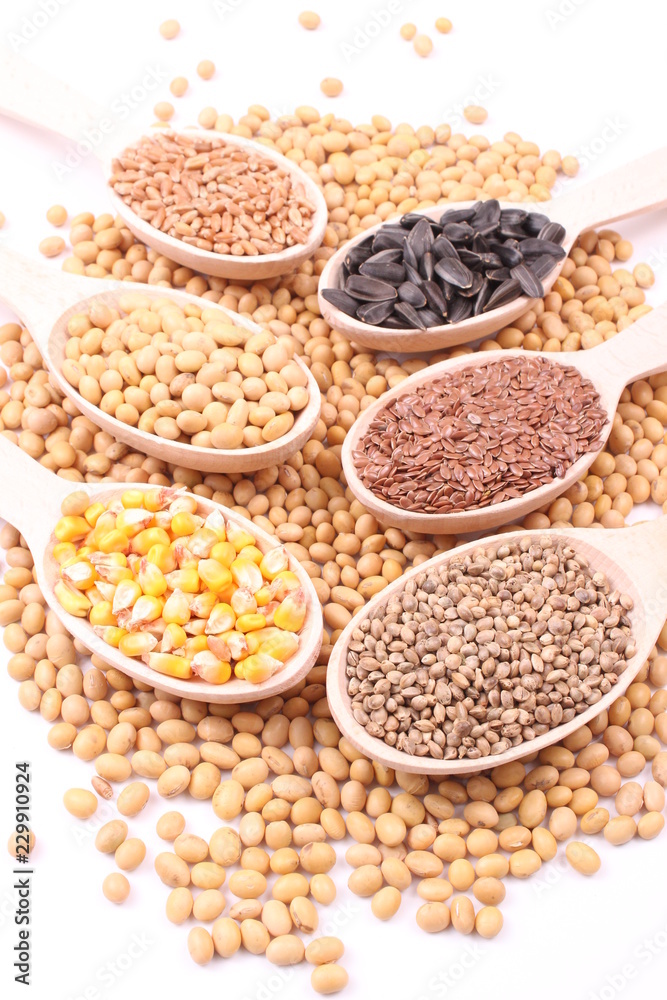 seed seed