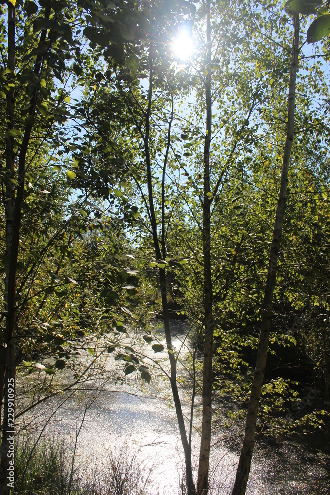 Obraz premium Der versteckte Tümpel