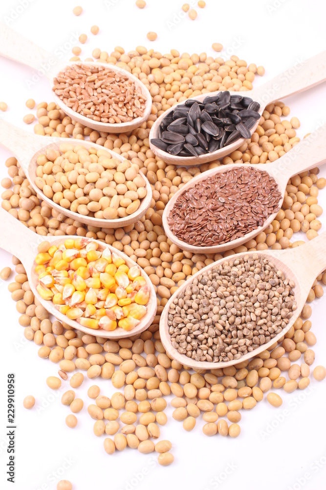 seed seed