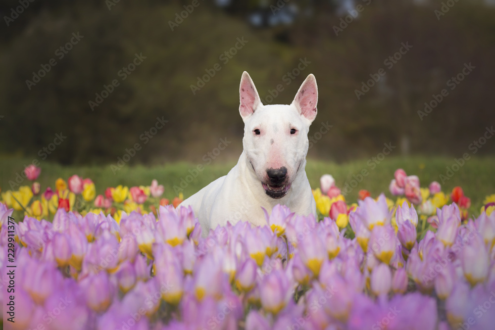 Obraz premium white bull terrier