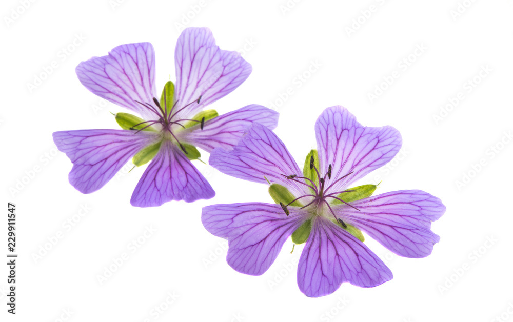geranium flowers isolated geranium flowers isolated