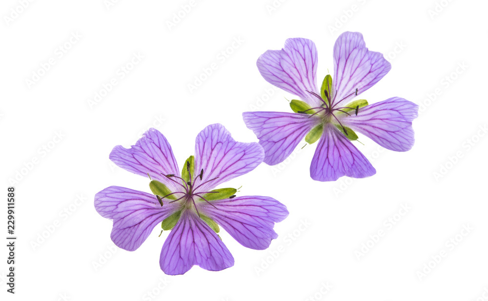 geranium flowers isolated