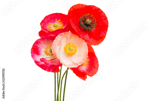 Fototapeta Naklejka Na Ścianę i Meble -  red poppies isolated