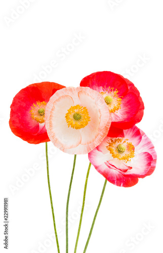 Fototapeta Naklejka Na Ścianę i Meble -  red poppies isolated