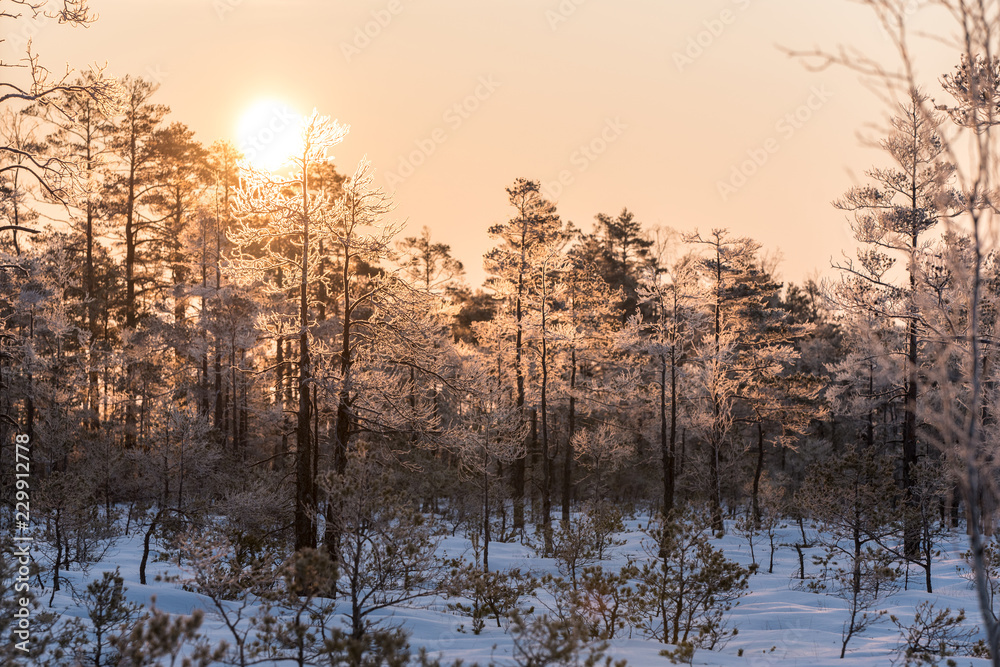Beatiful sunrise in the winter, sunlight trought the trees, snowy, cold nature