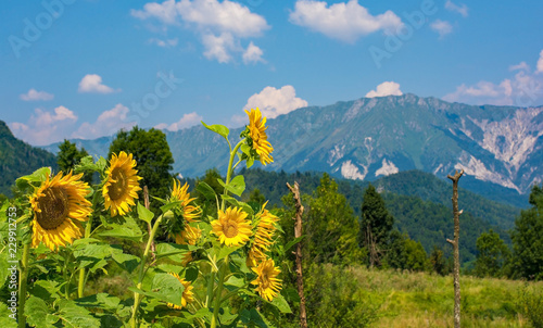 Sunflowers in Primorska, westerm Slovenia, with the Julian Alps in the background
 photo