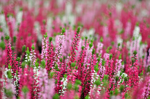 Erica plants, winter flowers in pink and purple close up. Symbol of winter time and holidays.