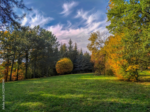 Saturated autumn landscape with trees and spherical bush